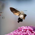 Moro sphinx - Sphinx colibri - Sphinx du caille-lait (Macroglossum stellatarum)