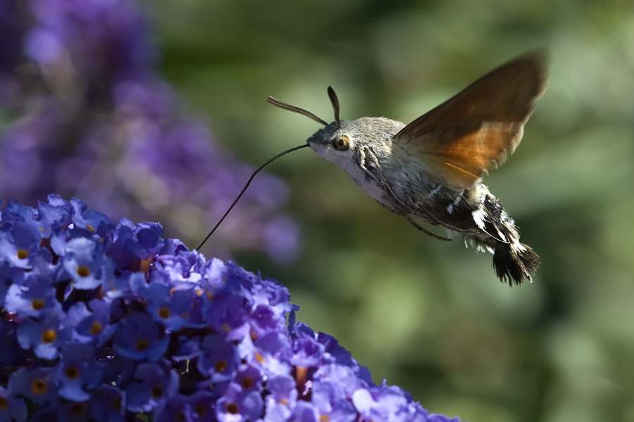 Moro Sphinx sur buddleia