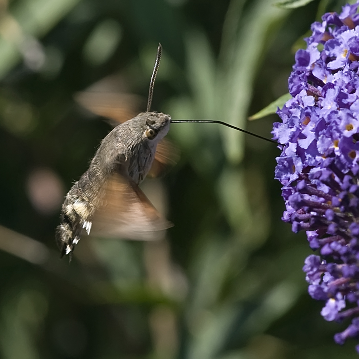 Moro Sphinx sur Buddleia