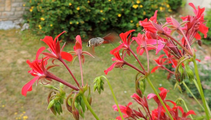 Moro-sphinx sur géranium