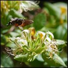 Moro sur fleur de chèvrefeuille