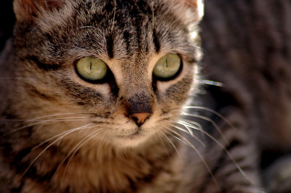 Moroccan cat