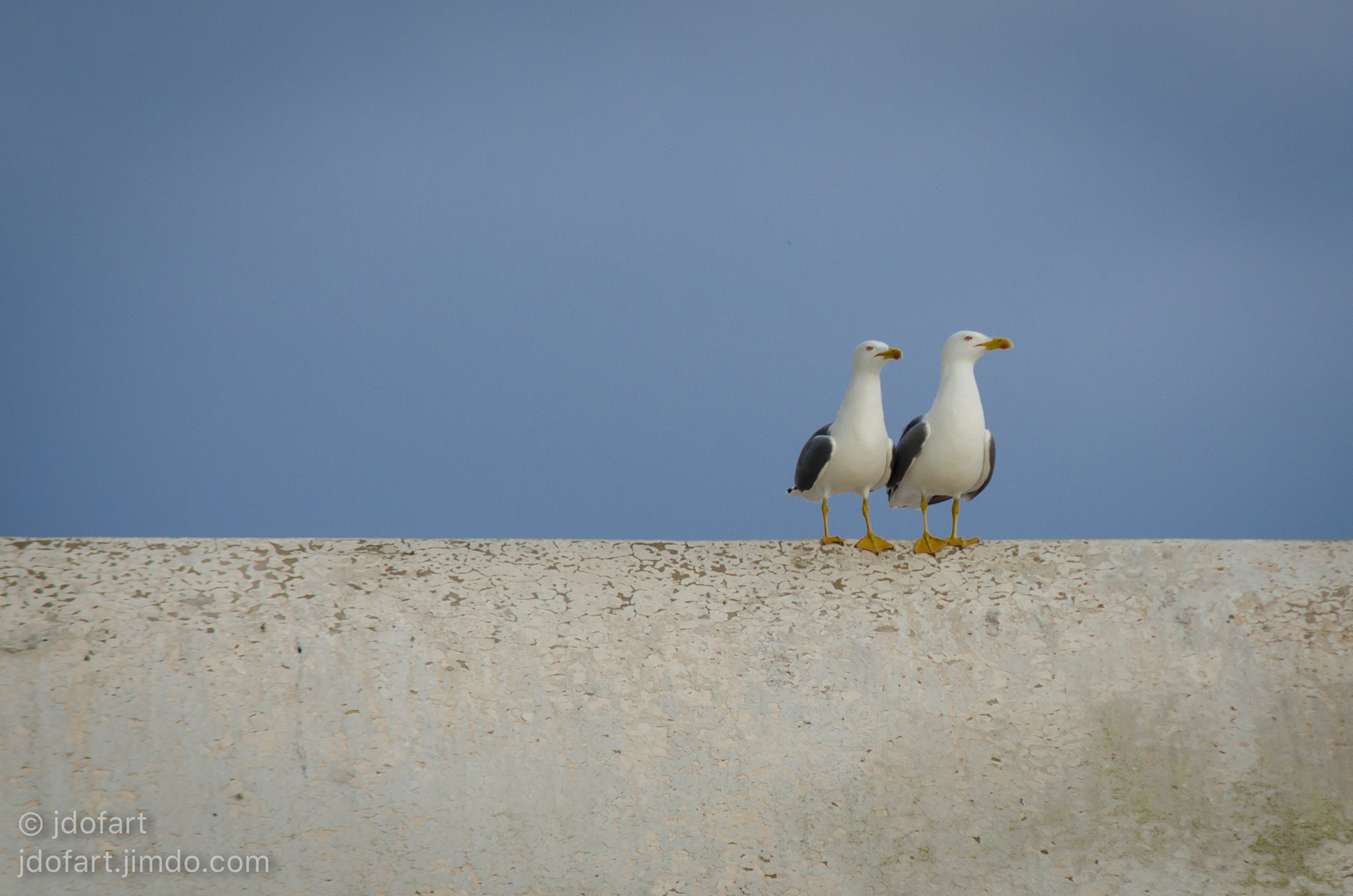 Moroccan Seagulls