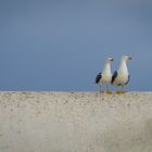 Moroccan Seagulls