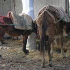 MOROCCO-CHEFCHAOUEN- EN STATIONNEMENT