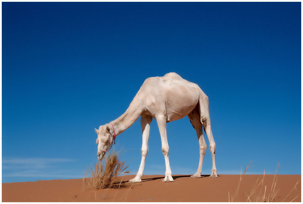 Morocco Sahara with white Camel / Dromedary