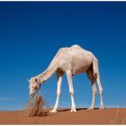 Morocco Sahara with white Camel / Dromedary