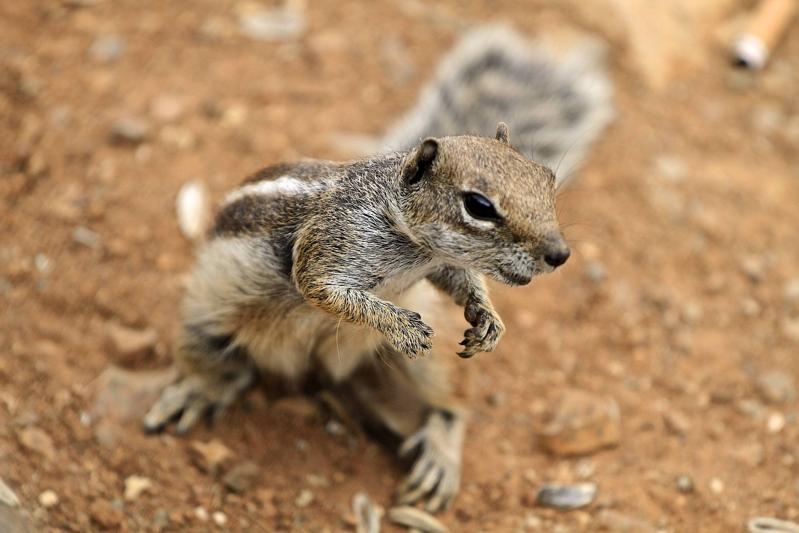 Morocco squirrel