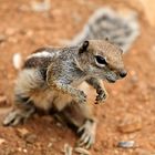 Morocco squirrel