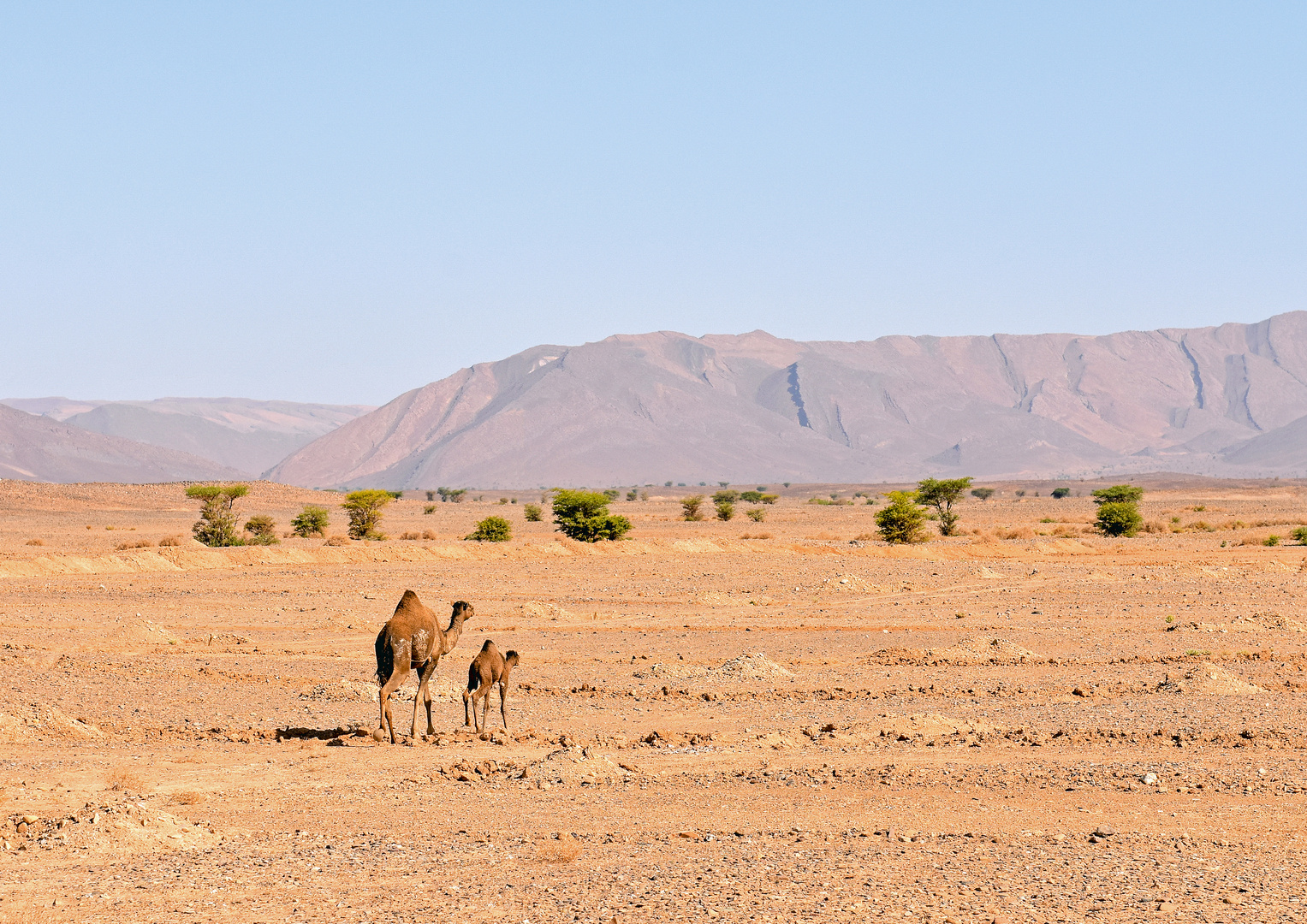 Morocco_Desert_2019