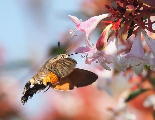 Morosphinx en plein travail *
