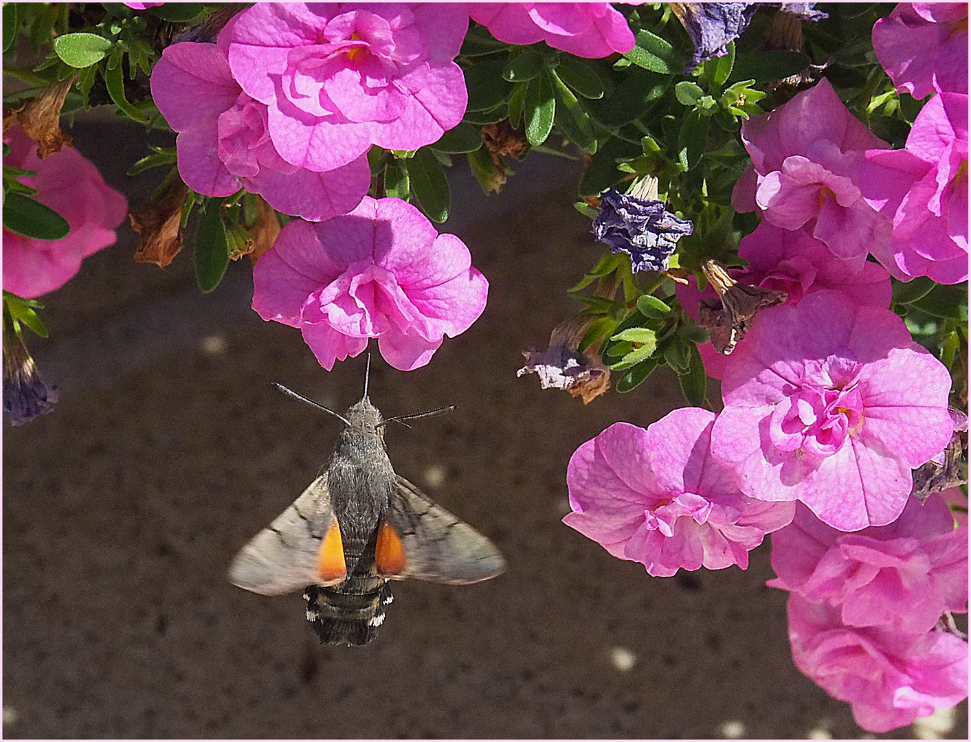 Morosphinx sur pétunia