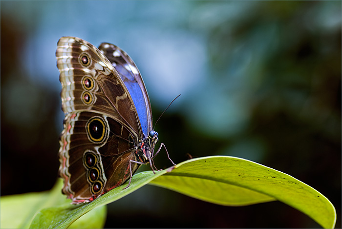 morpho