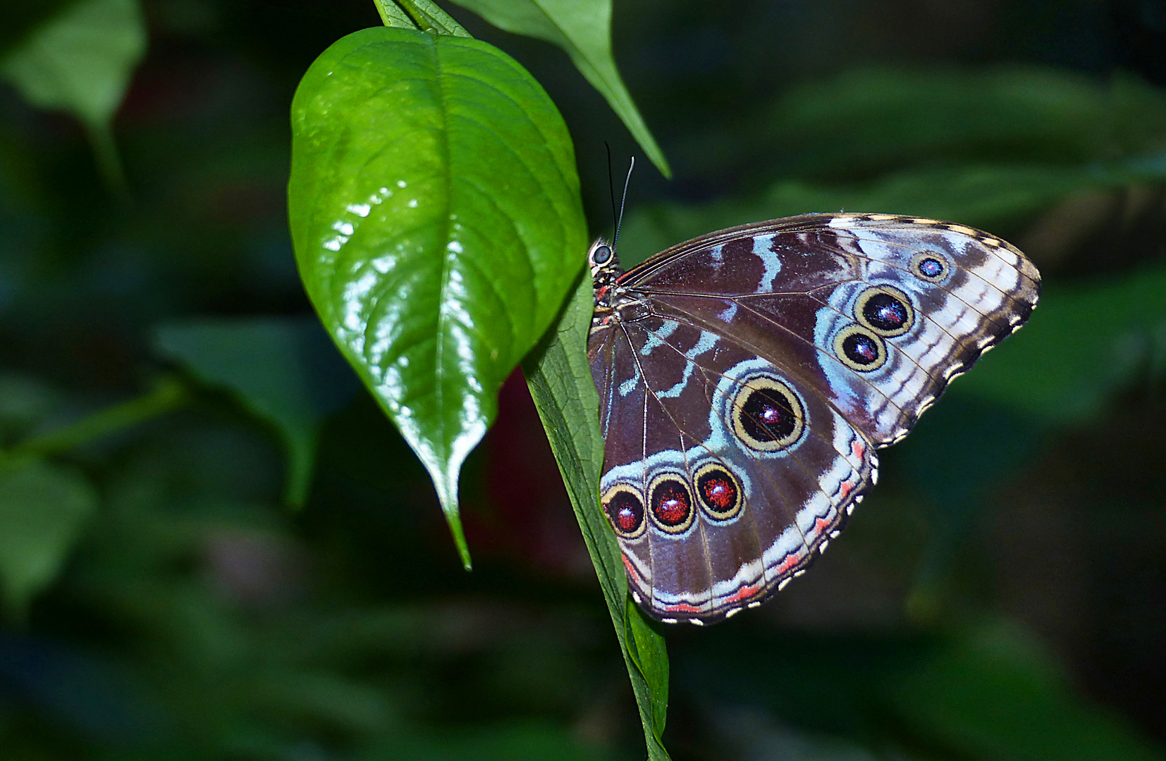 Morpho