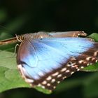 Morpho