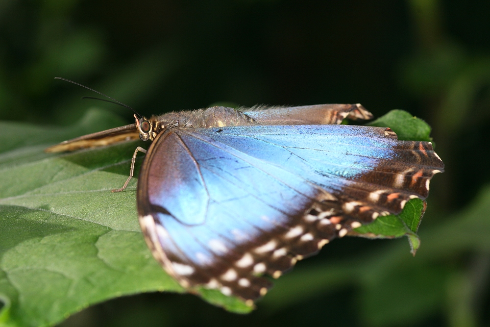 Morpho