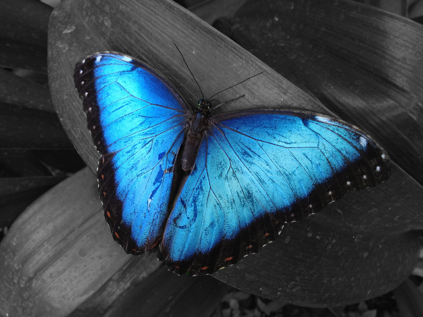 Morpho