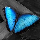 Morpho