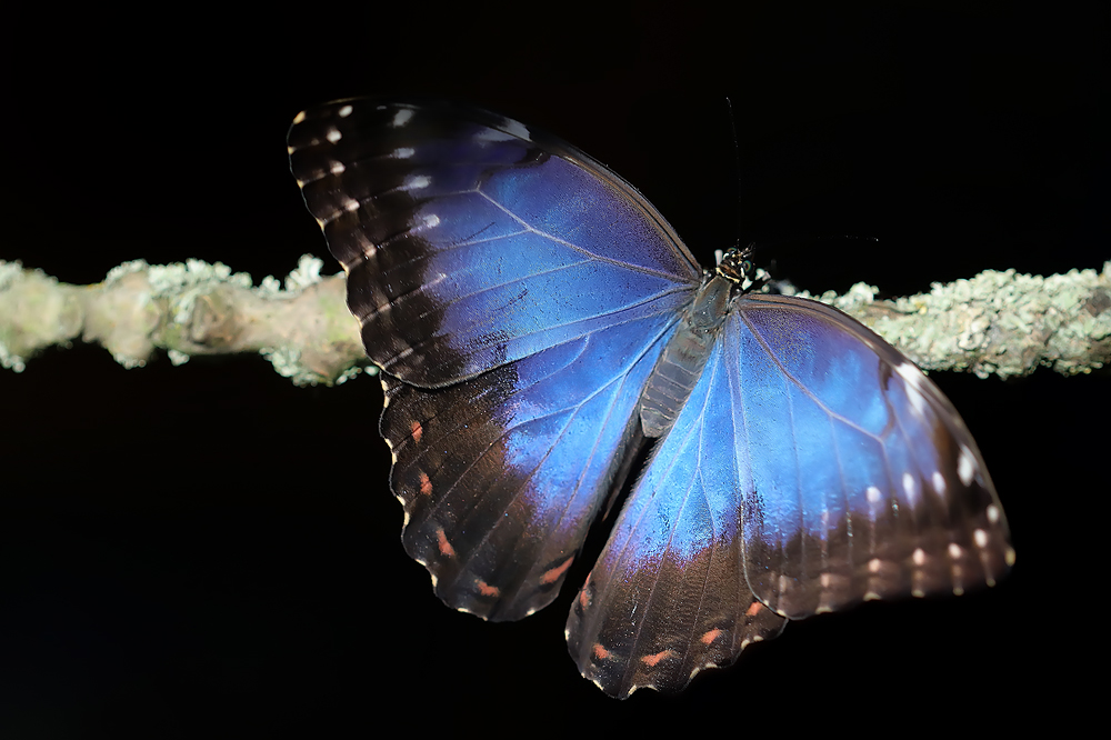 Morpho