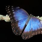 Morpho