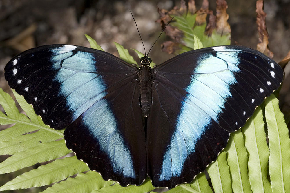 Morpho achilles