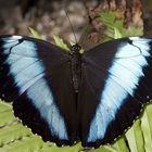 Morpho achilles