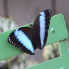  Morpho achilles 