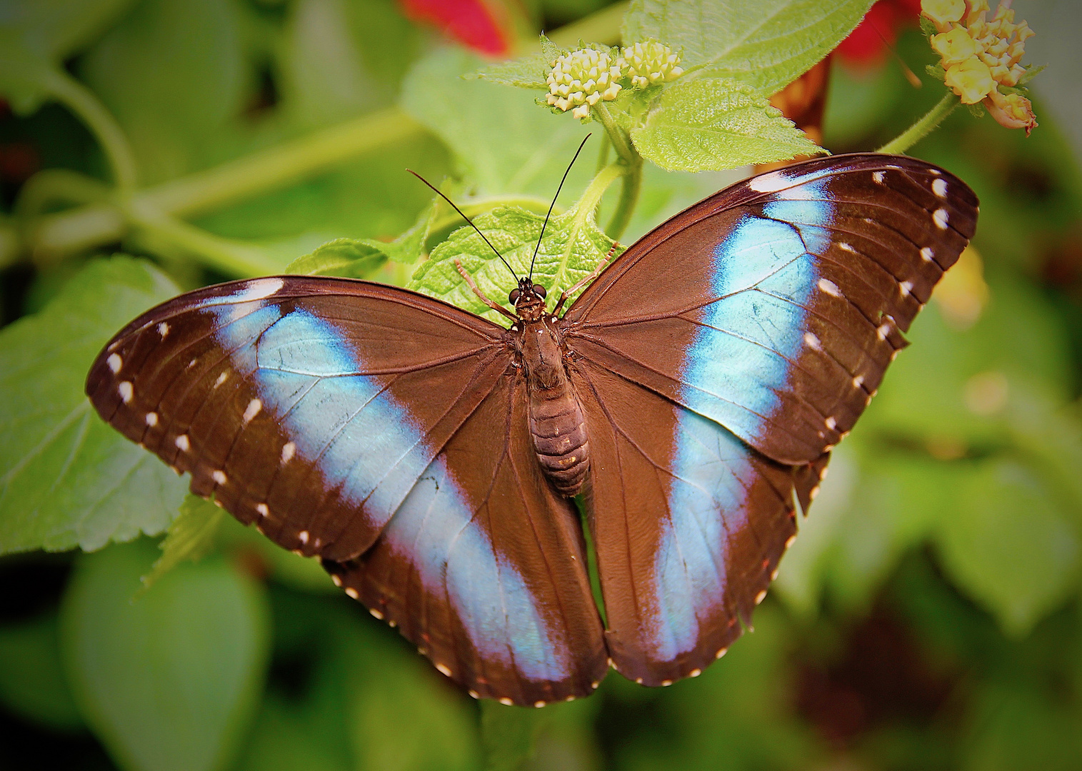 Morpho achilles