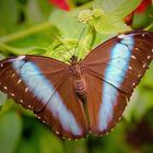 Morpho achilles