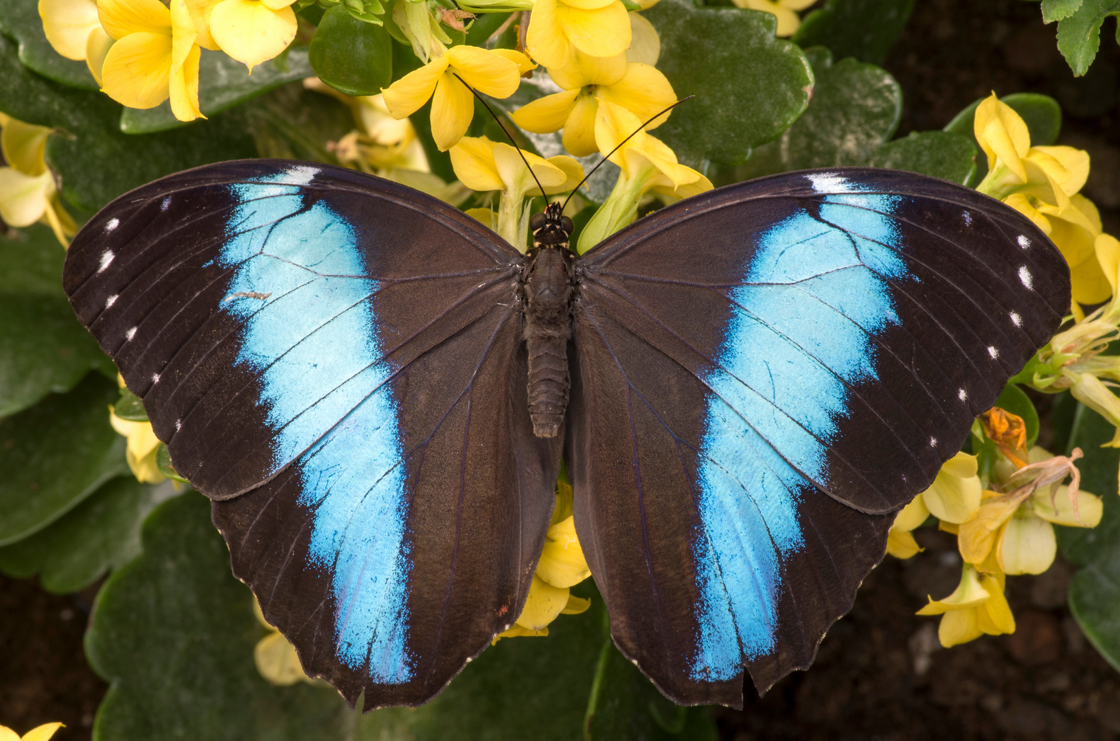 Morpho achilles