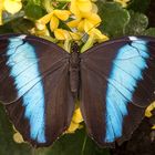 Morpho achilles