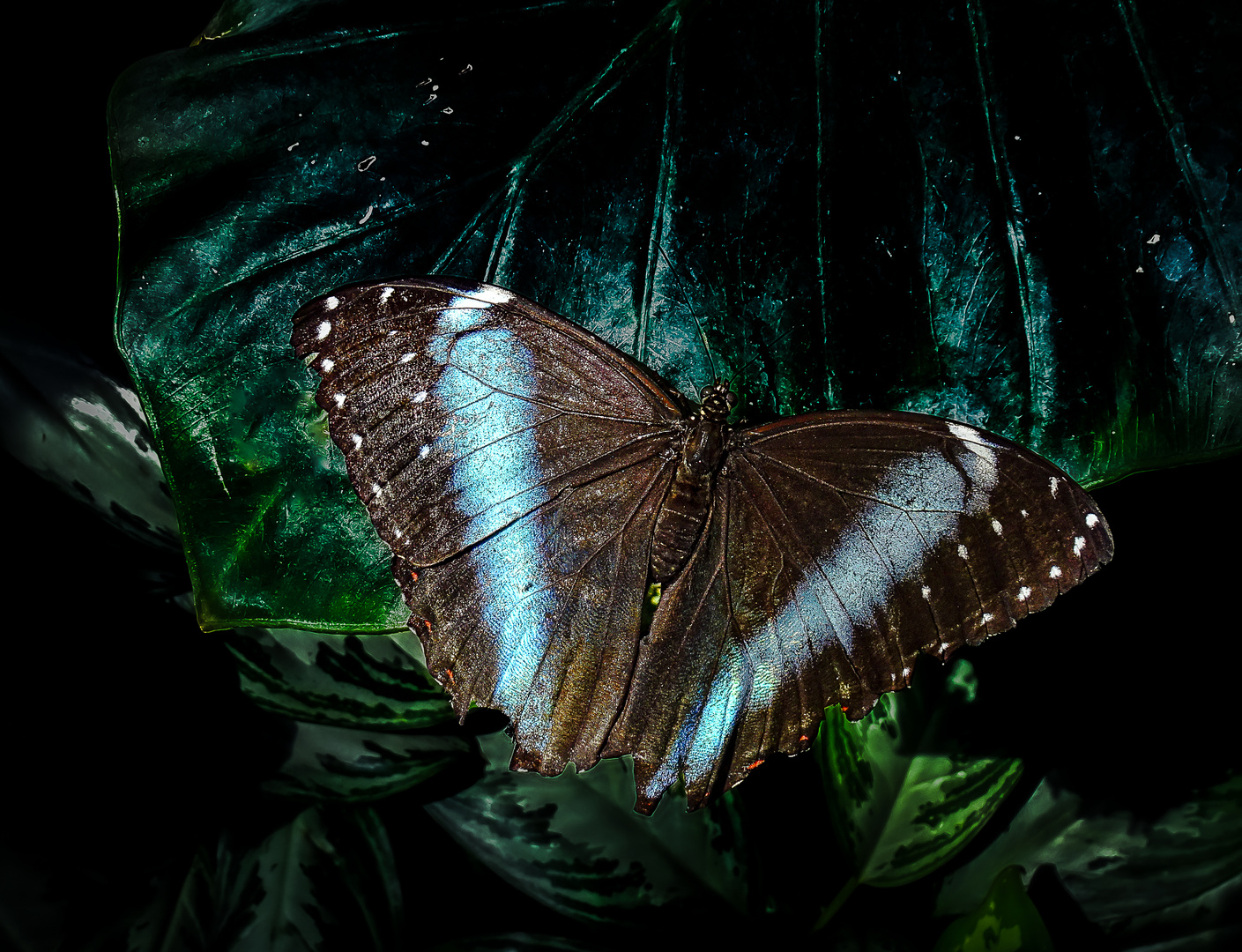 Morpho Achilles