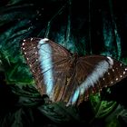 Morpho Achilles