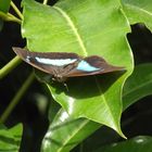 Morpho achilles Schmetterling