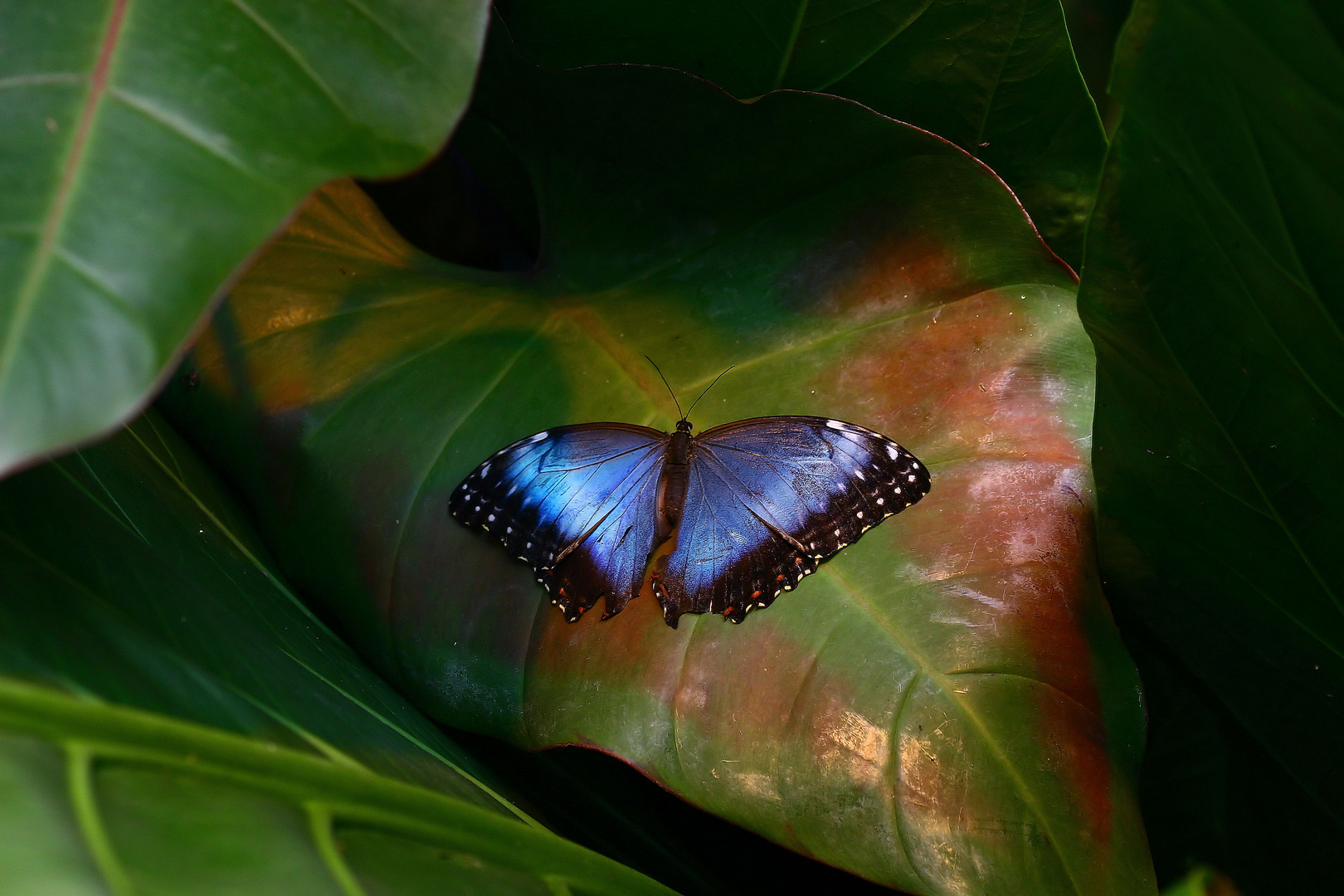 morpho