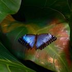 morpho