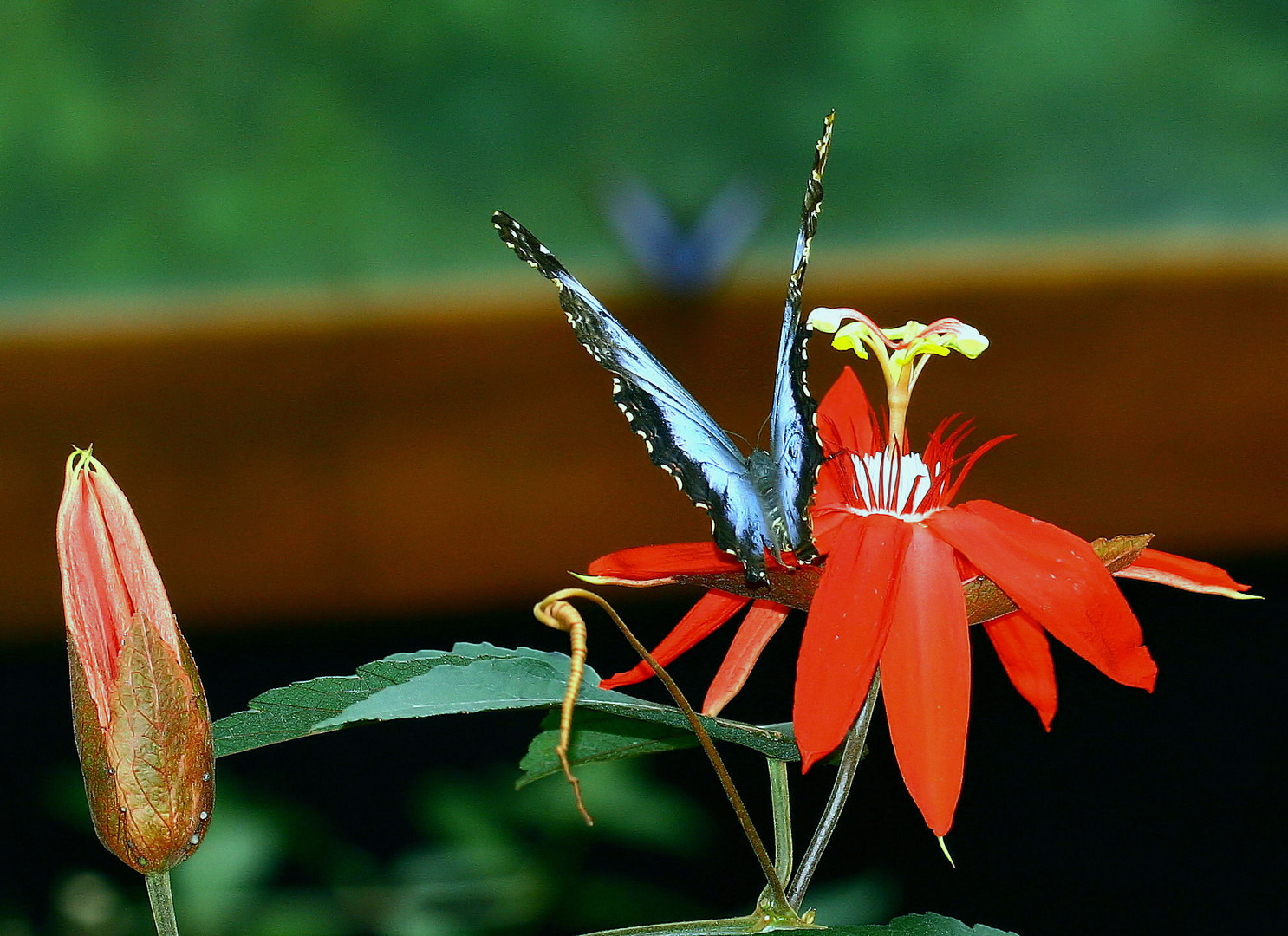 morpho auf passiflora