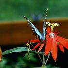 morpho auf passiflora