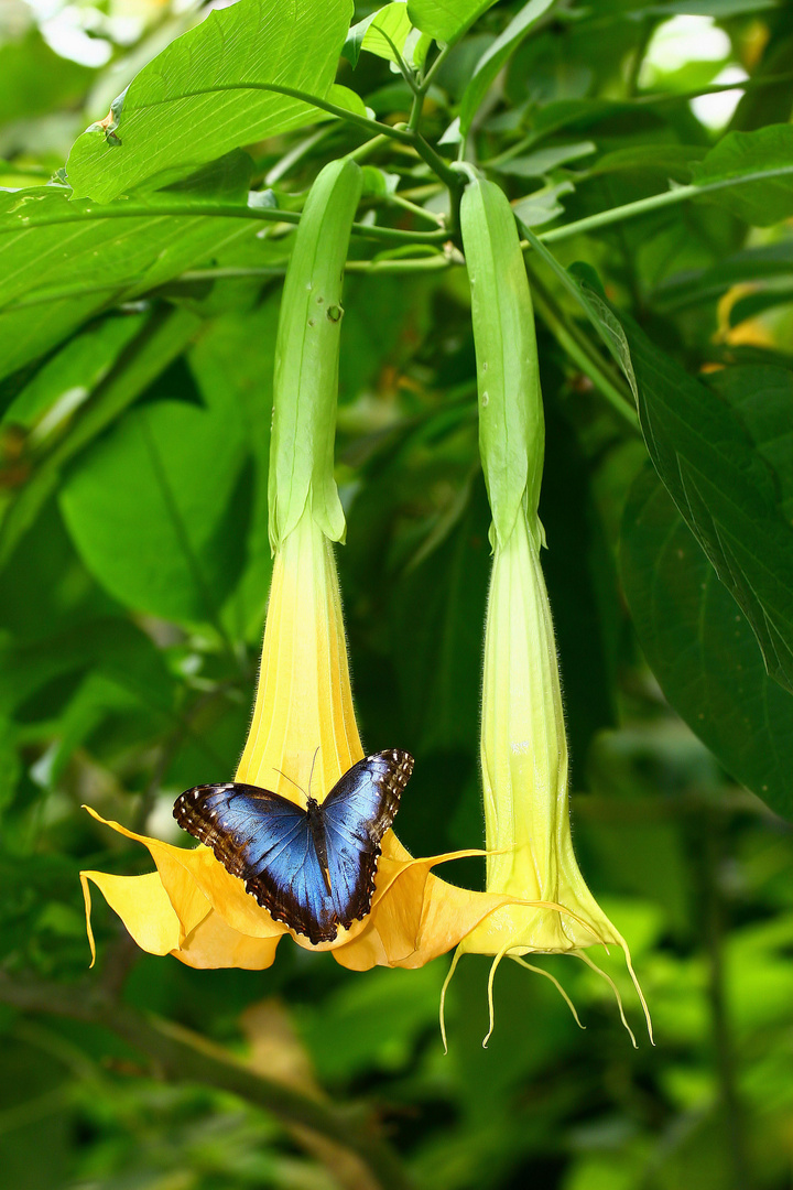 morpho auf trompetenblume