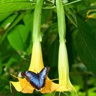 morpho auf trompetenblume