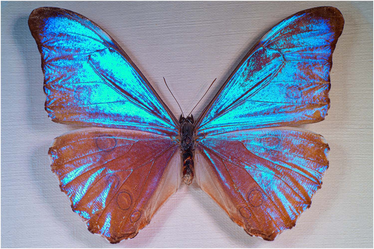 Morpho aureola