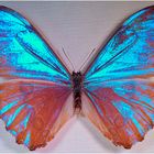 Morpho aureola