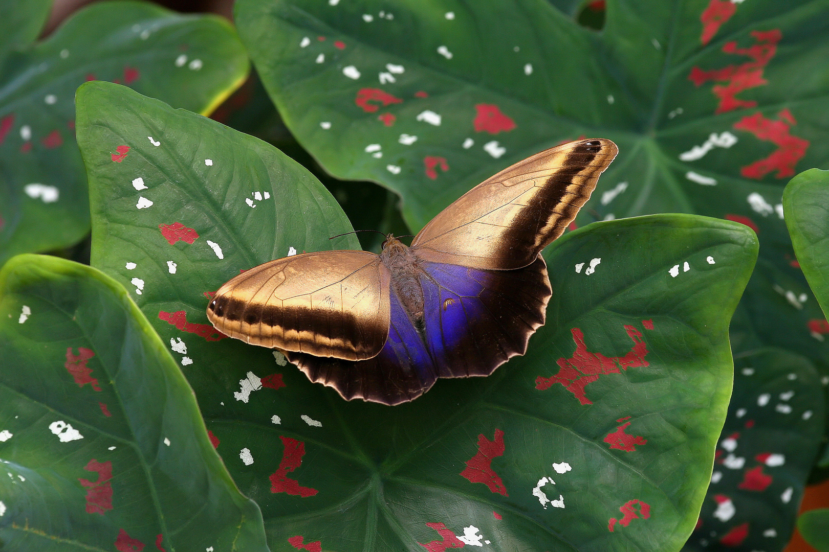 morpho