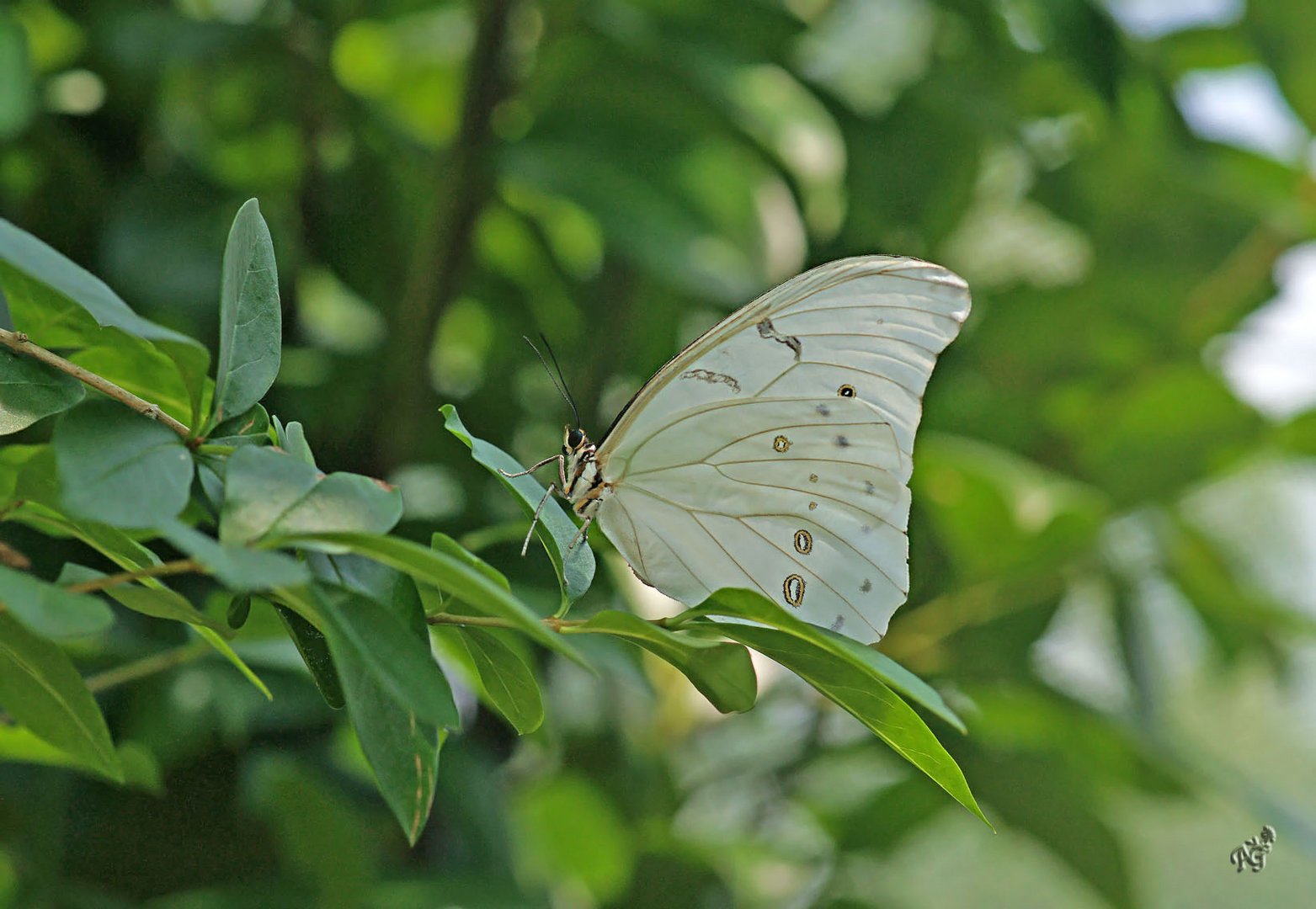 Morpho blanc