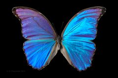 Morpho
