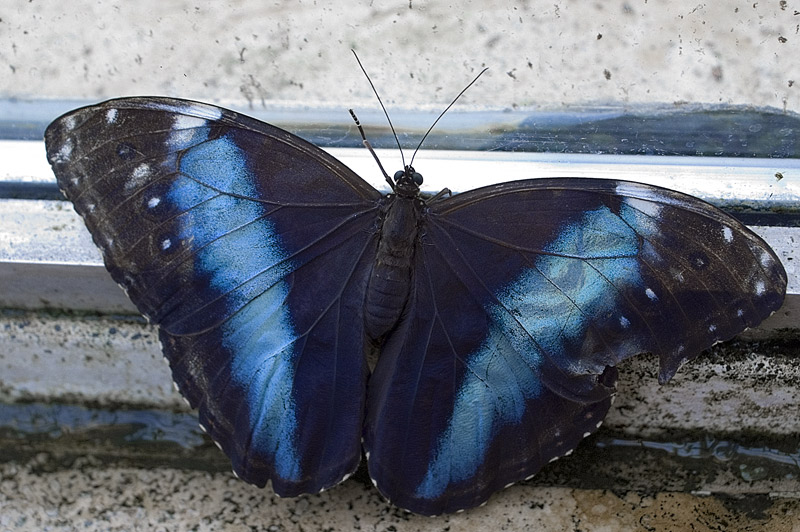 Morpho Deidamia