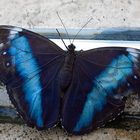 Morpho Deidamia