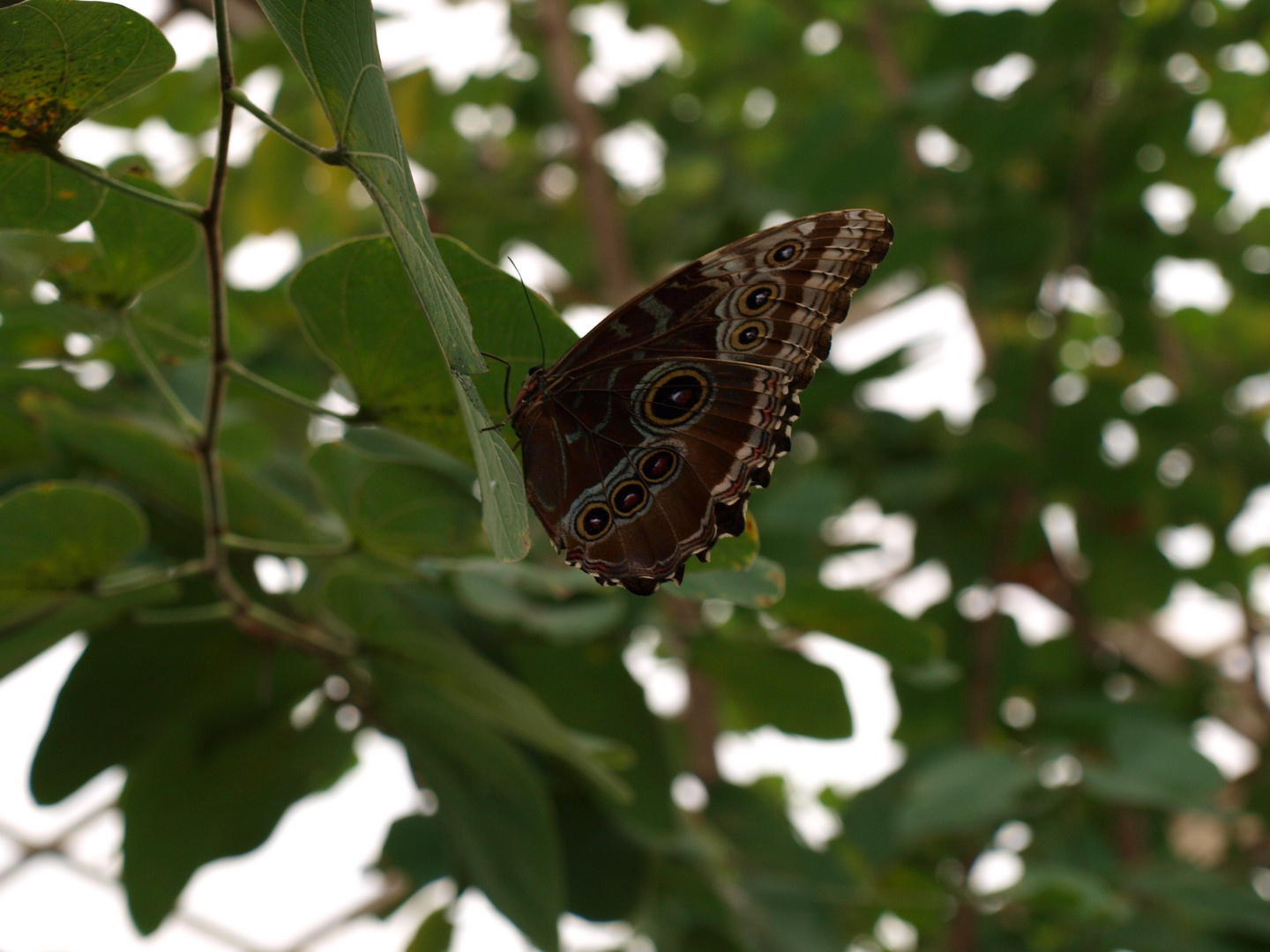 Morpho deidamia (macho)