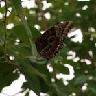 Morpho deidamia (macho)