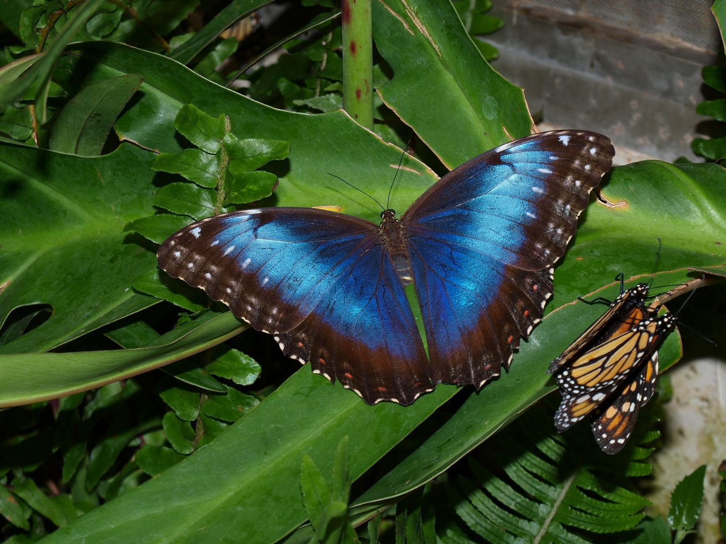 Morpho deidamia polybaptus y  Danaus plexippus